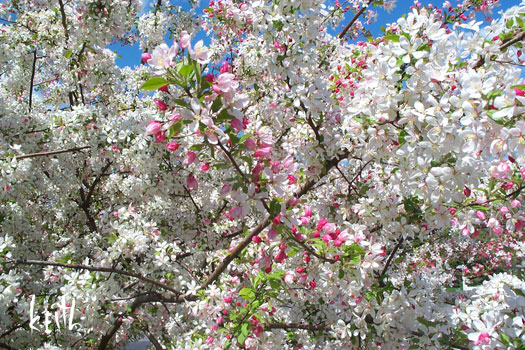 bloom